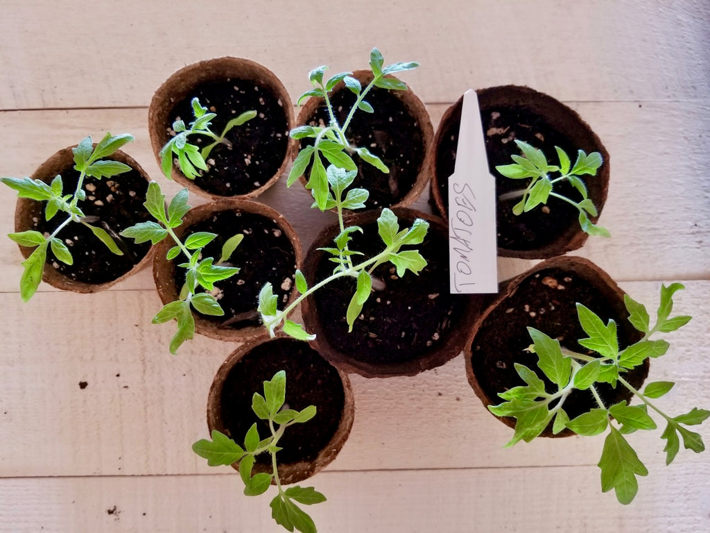 A step-by-step guide to starting tomatoes in Daniel's Plants biodegradable 4-inch peat pots