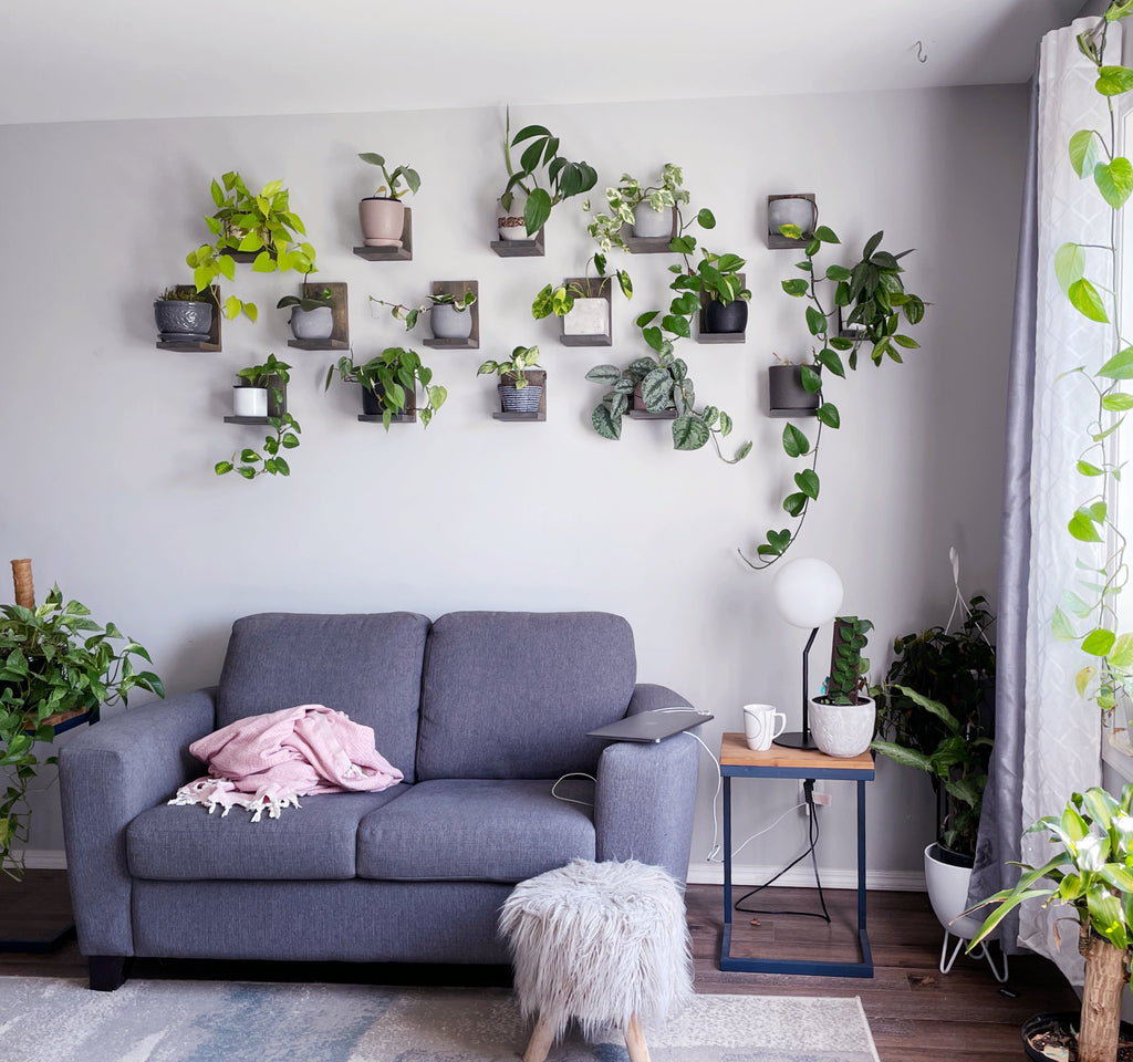 5 Stepts to Creating a Gallery Plant Wall