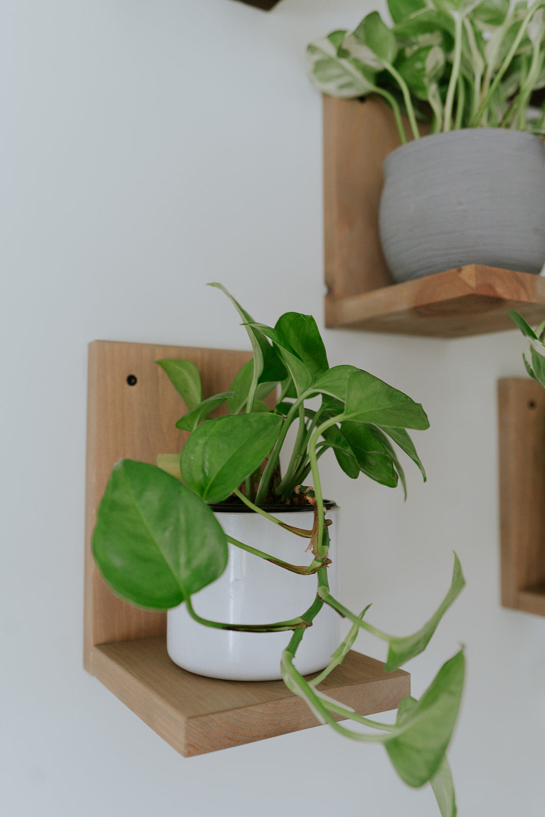 Wall Mounted Solid Wood Gallery Wall Plant Shelf — Prairie Sand (3 pack)