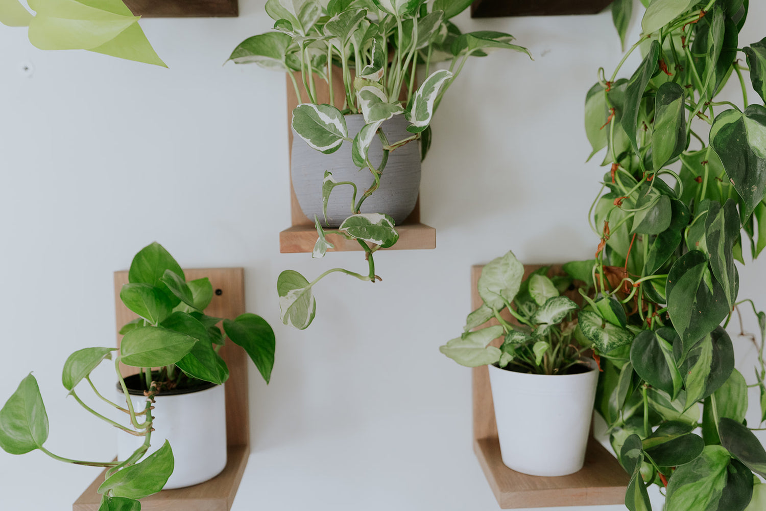 Wall Mounted Solid Wood Gallery Wall Plant Shelf — Prairie Sand (3 pack)