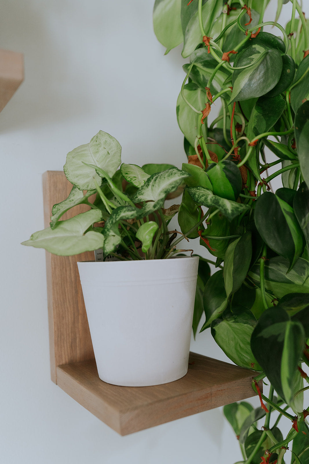 Wall Mounted Solid Wood Gallery Wall Plant Shelf — Prairie Sand (3 pack)