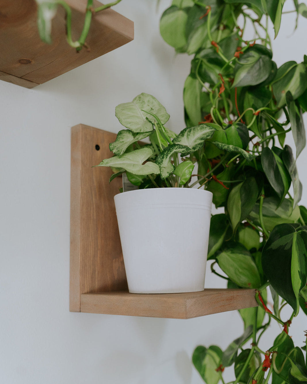 Wall Mounted Solid Wood Gallery Wall Plant Shelf — Prairie Sand (3 pack)