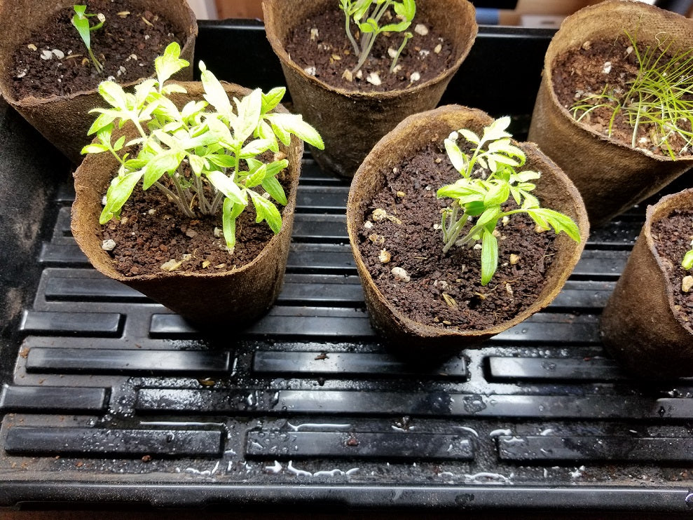 Step-by-step tomato update: thinning your seedlings