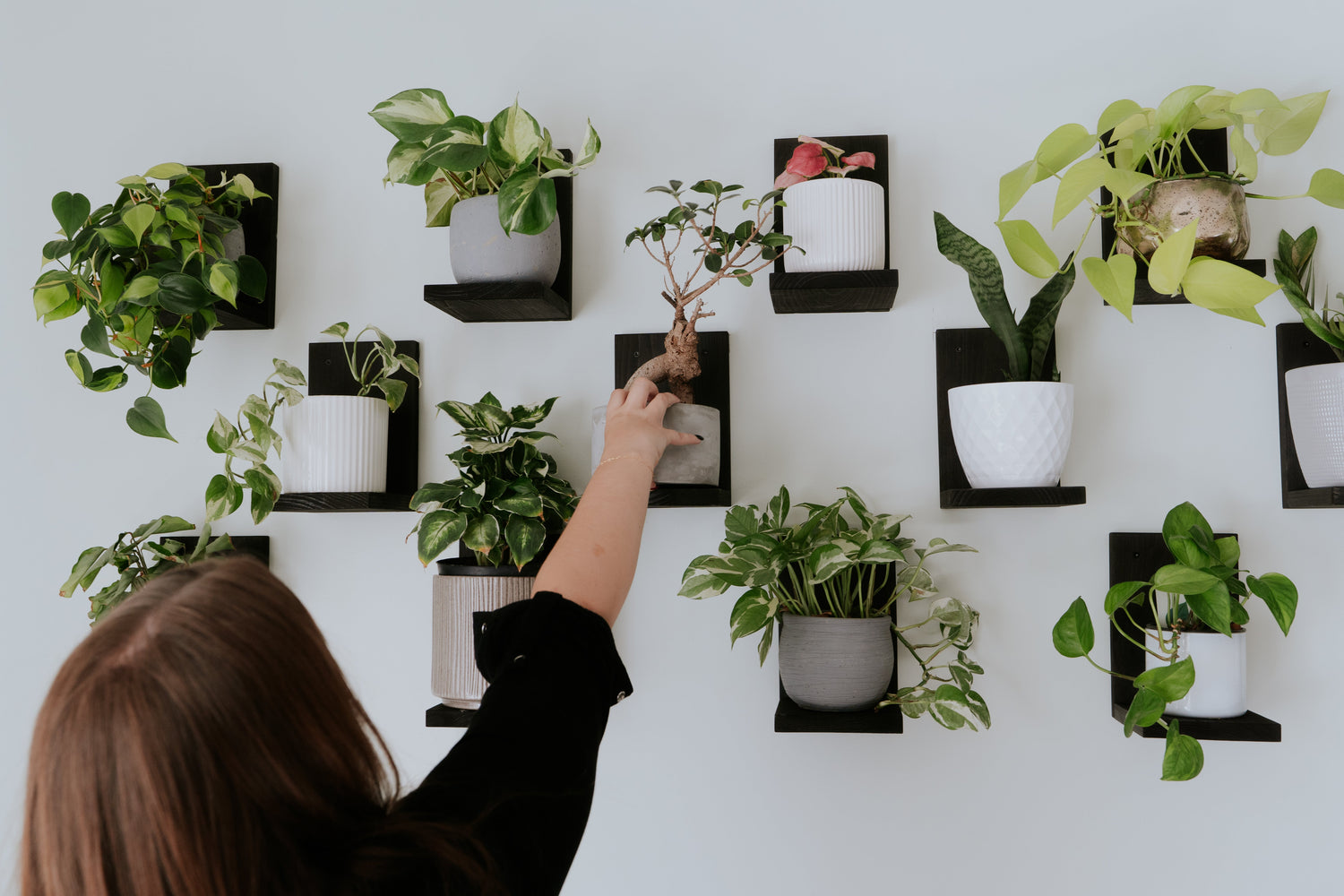 Plant Shelves