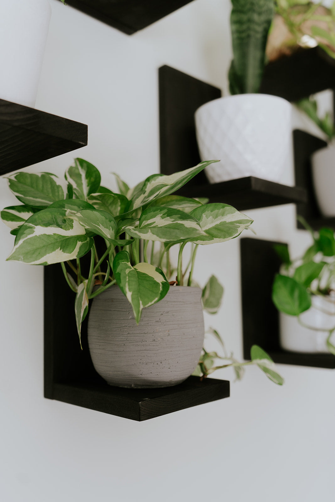 Wall Mounted Solid Wood Gallery Wall Plant Shelf — Midnight Black (3 pack)