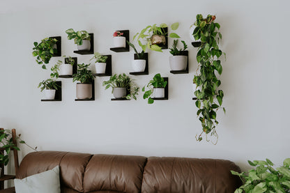 Wall Mounted Solid Wood Gallery Wall Plant Shelf — Midnight Black (3 pack)