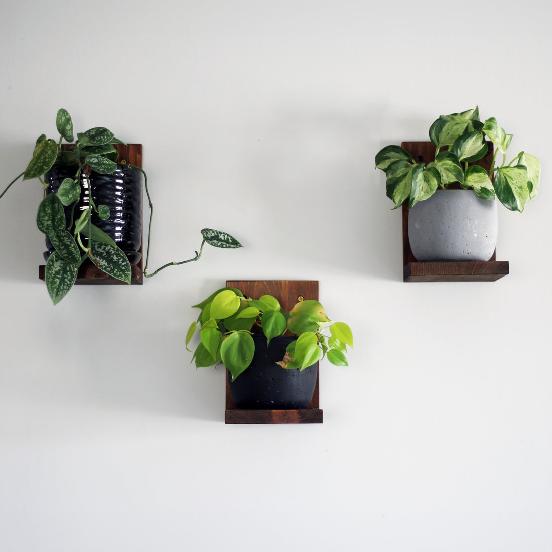 Wall Mounted Solid Wood Gallery Wall Plant Shelf — Woodland Brown (3 pack)