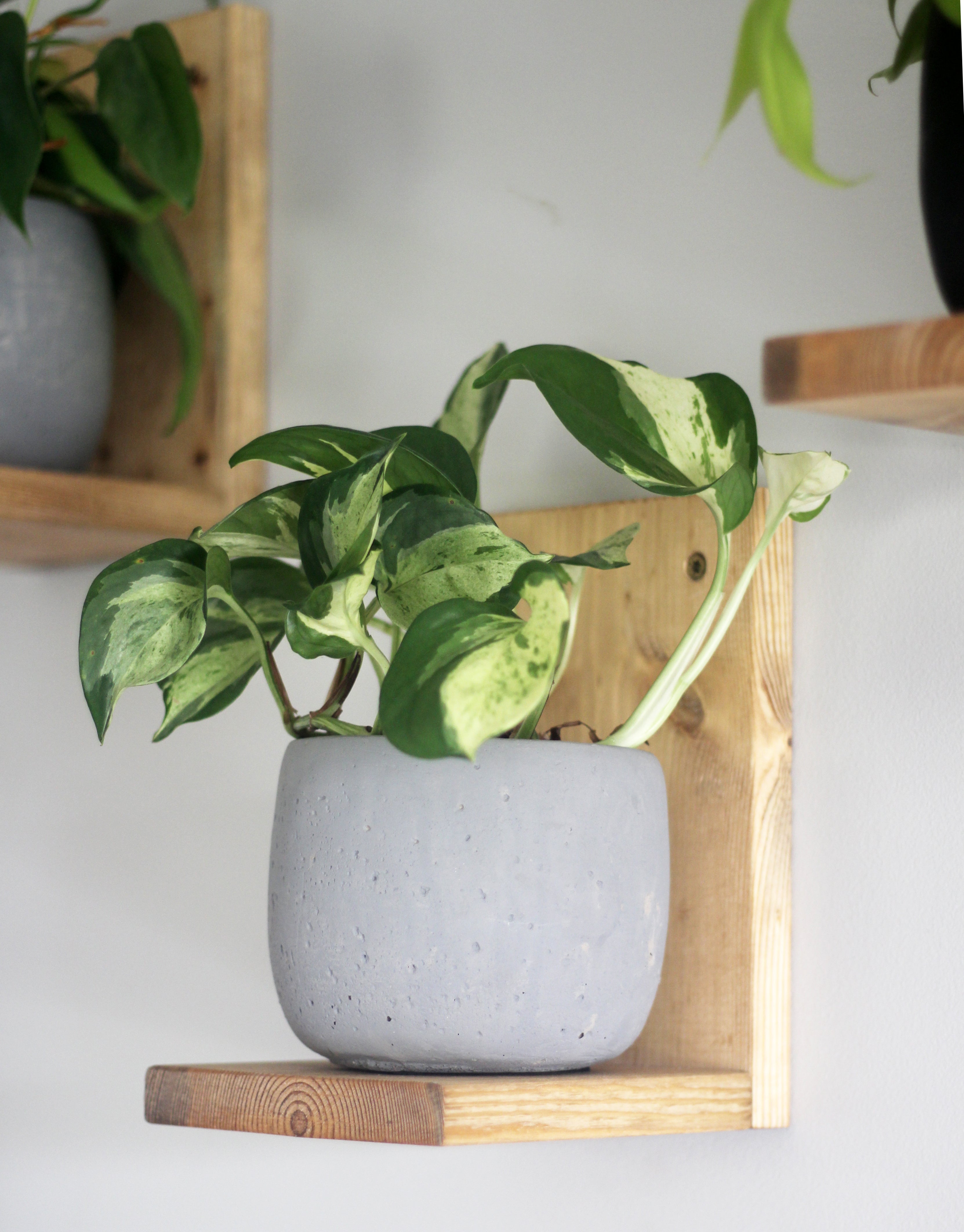 plant pot shelving Unstained Plant Shelves: Showcase Your Plants with Elegance