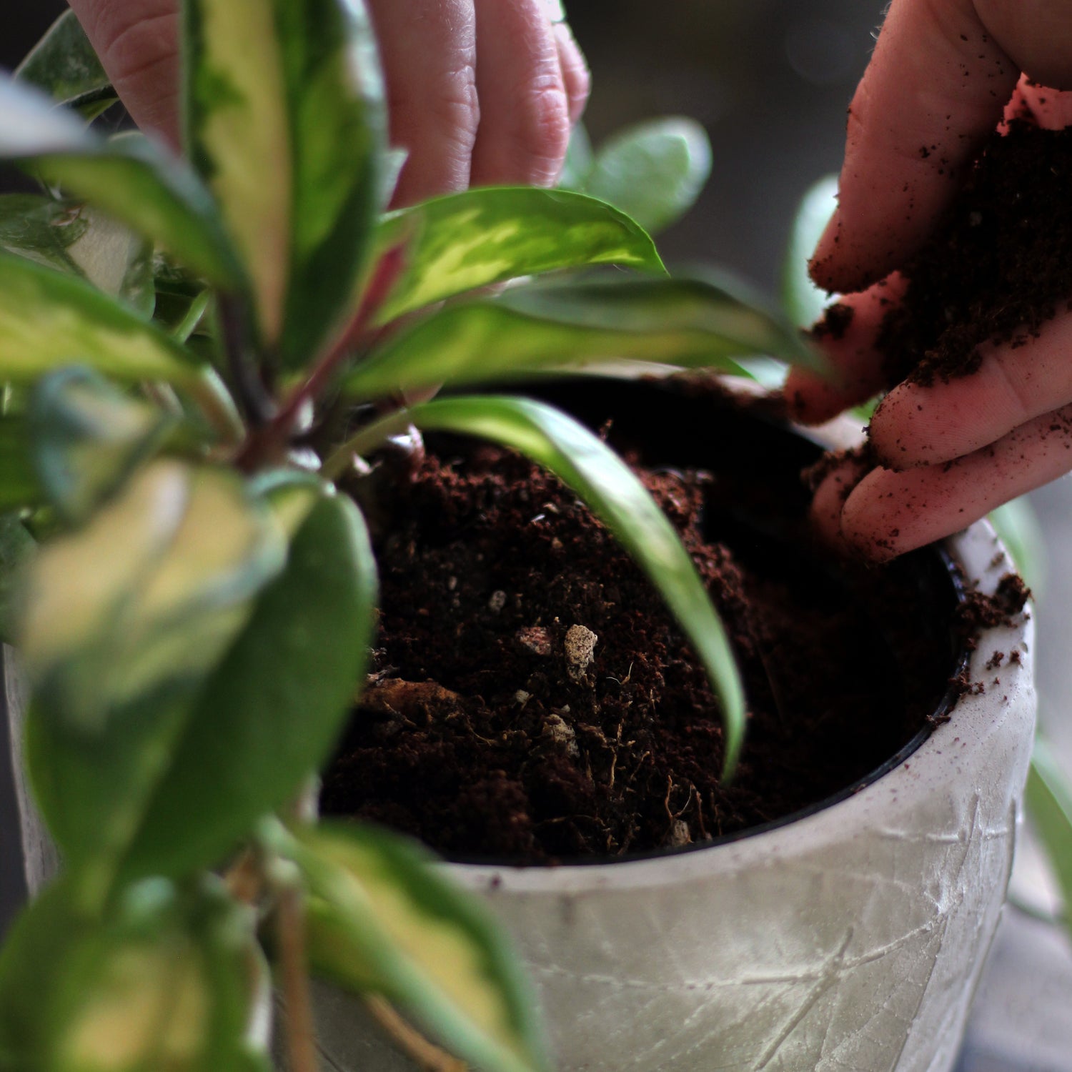 Indoor Potting Mix – Expands up to 10 Quarts, Enriched with Kelp, Worm Castings &amp; Microorganisms for Healthy Growth, Aeration &amp; Moisture Control