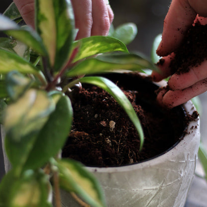 Indoor Potting Mix – Expands up to 10 Quarts, Enriched with Kelp, Worm Castings &amp; Microorganisms for Healthy Growth, Aeration &amp; Moisture Control