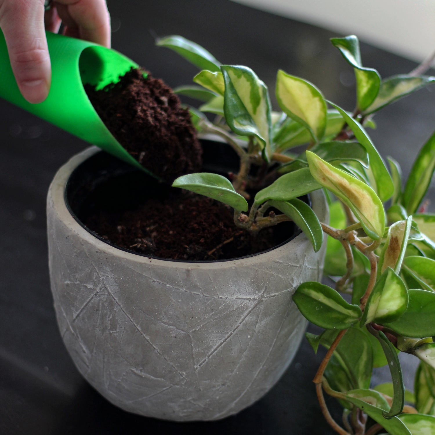 Indoor Potting Mix – Expands up to 10 Quarts, Enriched with Kelp, Worm Castings &amp; Microorganisms for Healthy Growth, Aeration &amp; Moisture Control