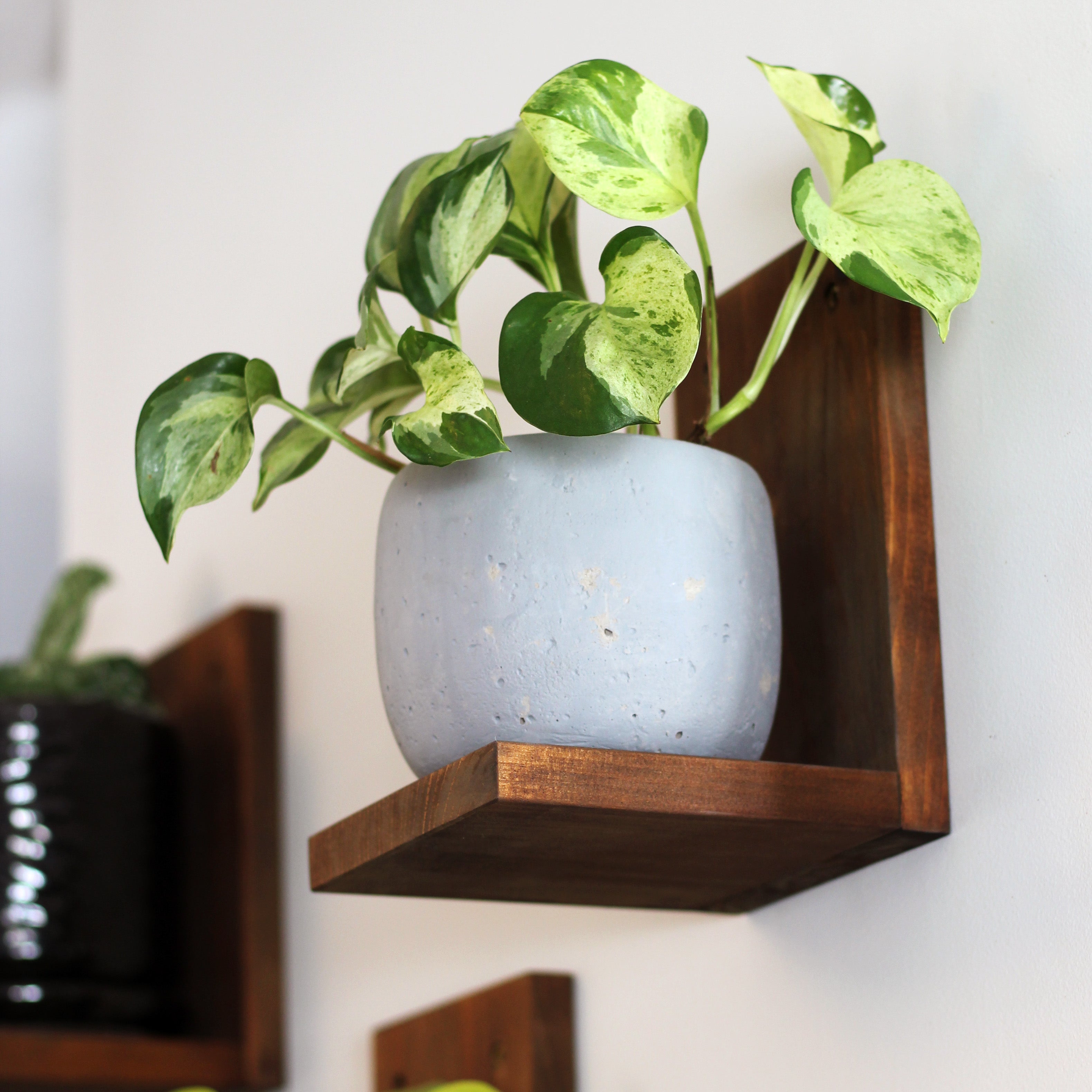 Wall Mounted Solid Wood Gallery Wall Plant Shelf — Woodland Brown (3 pack)