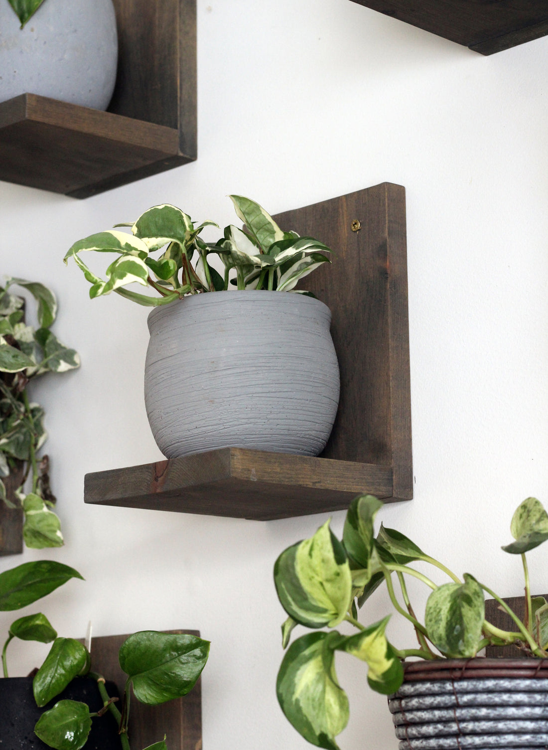 Wall Mounted Solid Wood Gallery Wall Plant Shelf — Dusk Grey (3 pack)